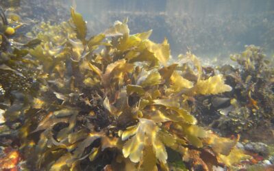 Electric currents from seaweed