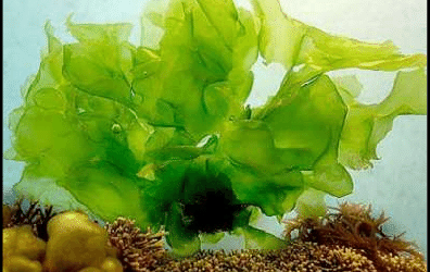 Electricity from the Seaweed!
