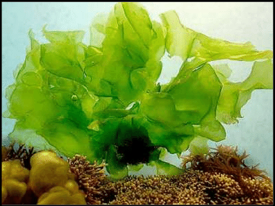 seaweed